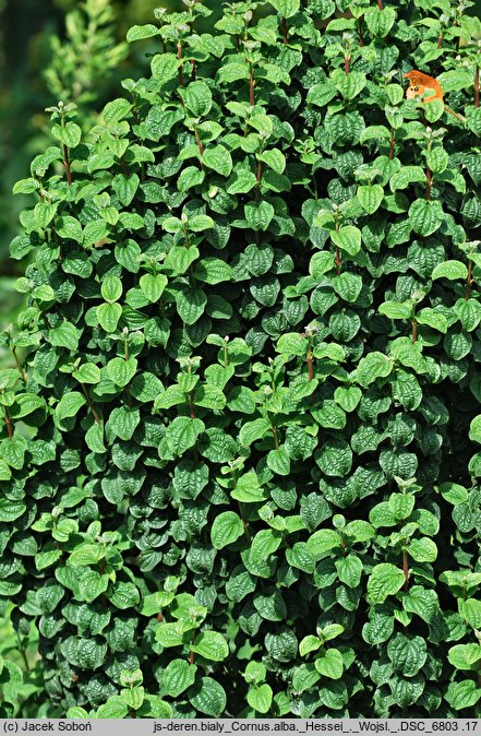 Cornus alba Hessei Erecta