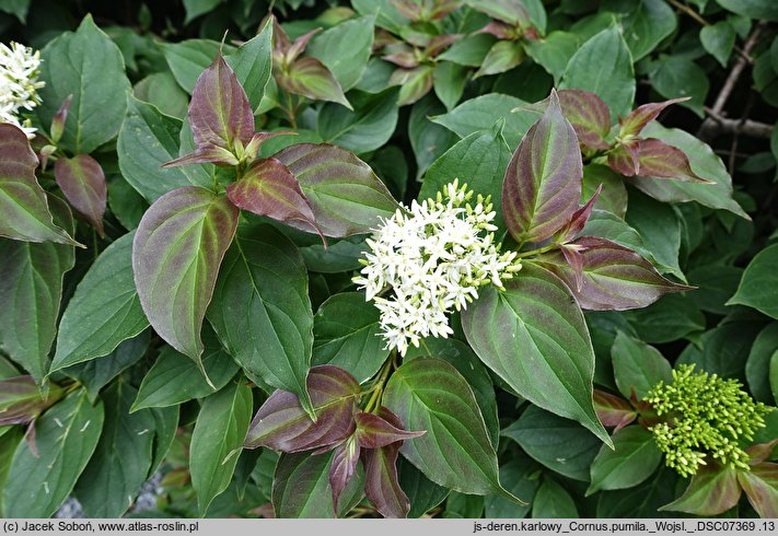 Cornus pumila (dereń karłowy)