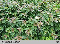 Cornus pumila (dereń karłowy)