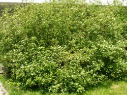 Cornus sericea (dereń rozłogowy)