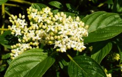 Cornus sericea (dereń rozłogowy)