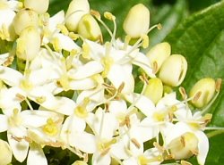 Cornus sericea (dereń rozłogowy)