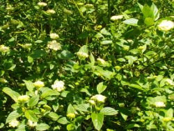 Cornus sericea (dereń rozłogowy)