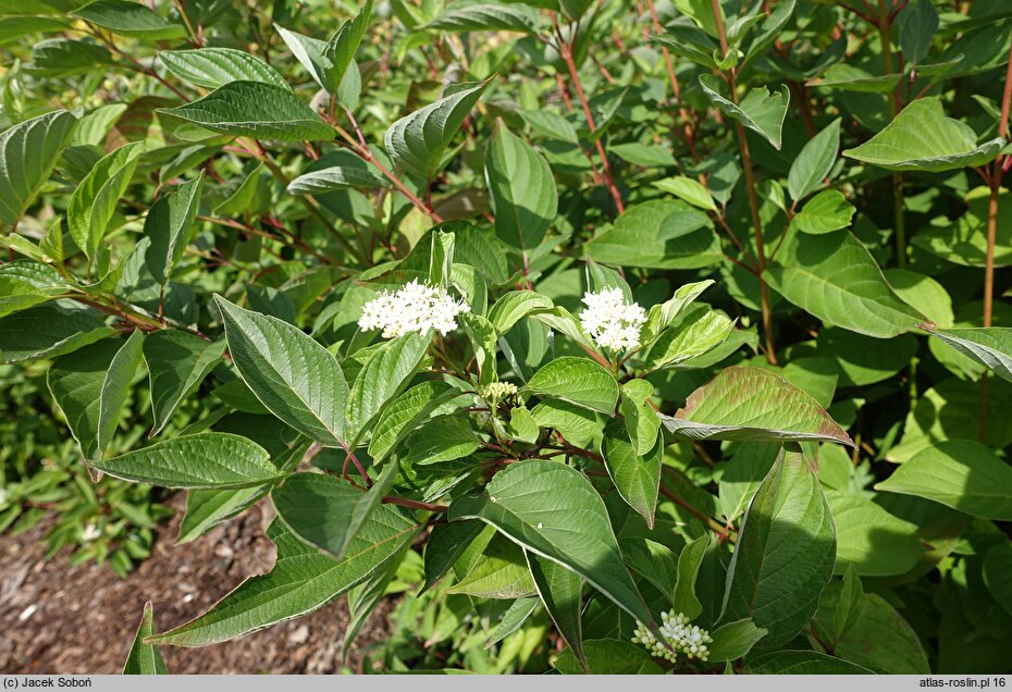 Cornus sericea Baiadeline