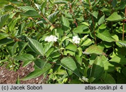 Cornus sericea Baiadeline