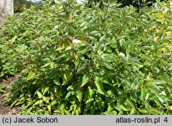 Cornus sericea Baiadeline