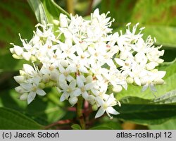 Cornus sericea Baiadeline