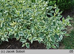 Cornus sericea Silver and Gold