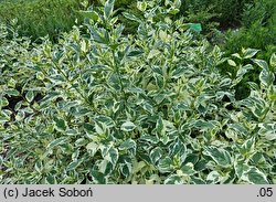 Cornus sericea Silver and Gold