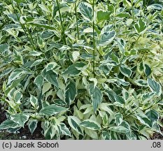 Cornus sericea Silver and Gold