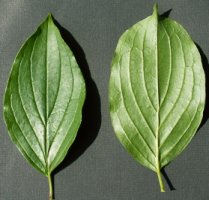 Cornus sanguinea