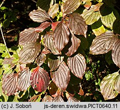 Cornus sanguinea