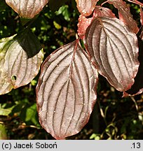 Cornus sanguinea