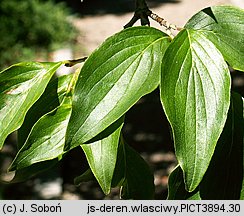 Cornus mas