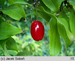 Cornus mas