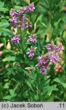 Desmodium cuspidatum