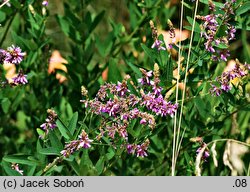 Desmodium cuspidatum