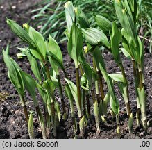 Disporum uniflorum (parnik jednokwiatowy)