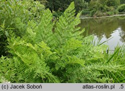 Osmunda regalis Purpurascens