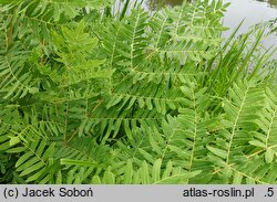 Osmunda regalis Purpurascens