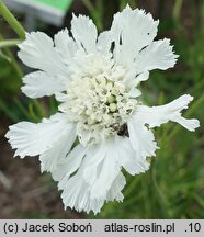 Scabiosa caucasica Miss E. Willmott