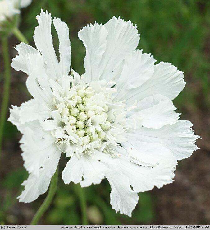 Scabiosa caucasica Miss E. Willmott