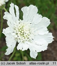 Scabiosa caucasica Miss E. Willmott
