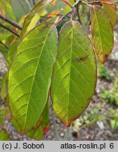 Neoshirakia japonica