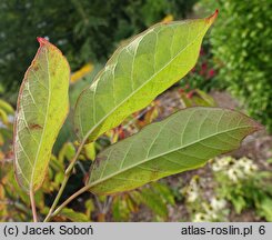 Neoshirakia japonica