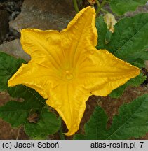 Cucurbita maxima (dynia olbrzymia)