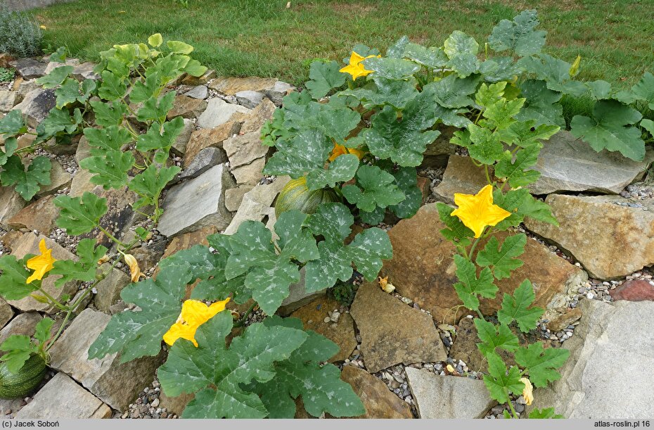Cucurbita maxima (dynia olbrzymia)