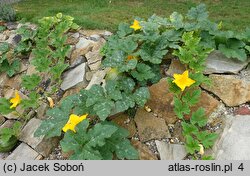 Cucurbita maxima (dynia olbrzymia)