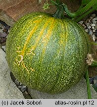 Cucurbita maxima (dynia olbrzymia)