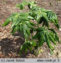 Podophyllum pleianthum