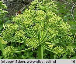 Angelica archangelica ssp. litoralis (dzięgiel litwor nadbrzeżny)