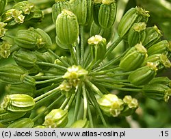 Angelica archangelica ssp. litoralis (dzięgiel litwor nadbrzeżny)