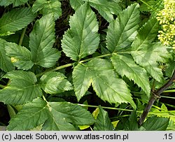 Angelica archangelica ssp. litoralis (dzięgiel litwor nadbrzeżny)