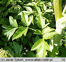 Angelica archangelica ssp. litoralis (dzięgiel litwor nadbrzeżny)