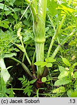 Angelica archangelica ssp. litoralis (dzięgiel litwor nadbrzeżny)