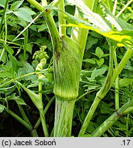 Angelica archangelica ssp. litoralis (dzięgiel litwor nadbrzeżny)