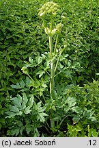 Angelica archangelica ssp. litoralis (dzięgiel litwor nadbrzeżny)