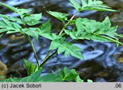 Angelica gigas (dzięgiel ozdobny)