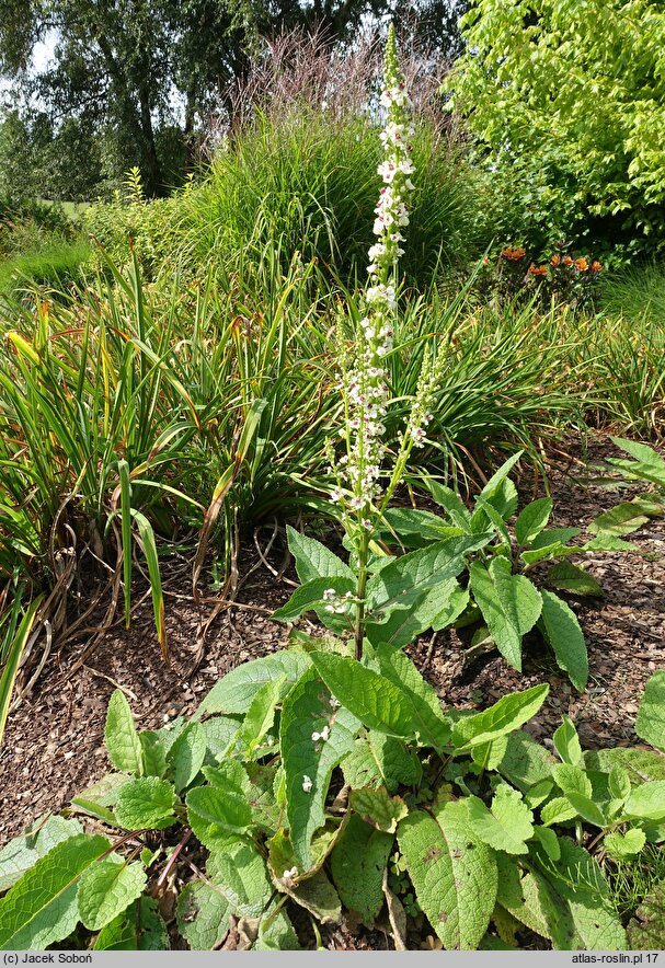 Verbascum chaixii Wedding Candles