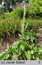 Verbascum chaixii (dziewanna Chaixa)