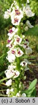 Verbascum chaixii Wedding Candles