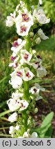 Verbascum chaixii (dziewanna Chaixa)