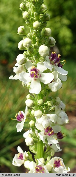 Verbascum chaixii Wedding Candles