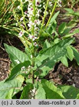 Verbascum chaixii (dziewanna Chaixa)