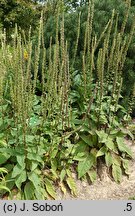 Verbascum chaixii Wedding Candles