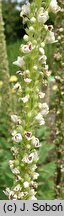 Verbascum chaixii Wedding Candles